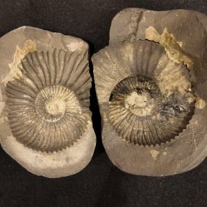 Natural Ammonite Fossil Shell Specimen – Madagascar