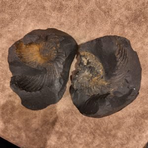Shri Laxmi Narayan Shaligram – SH114