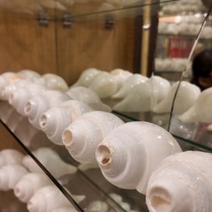 Pure Blowing Shankh – Conch Shell