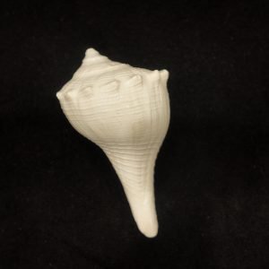 Dakshinavarti Shankh – 3 Inch