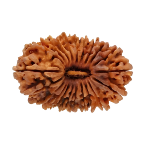 Natural 21 Mukhi Rudraksha