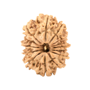 Natural 14 Mukhi Gauri Shankar Rudraksha