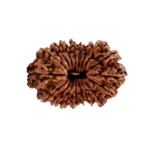 Natural 16 Mukhi Rudraksha Bead
